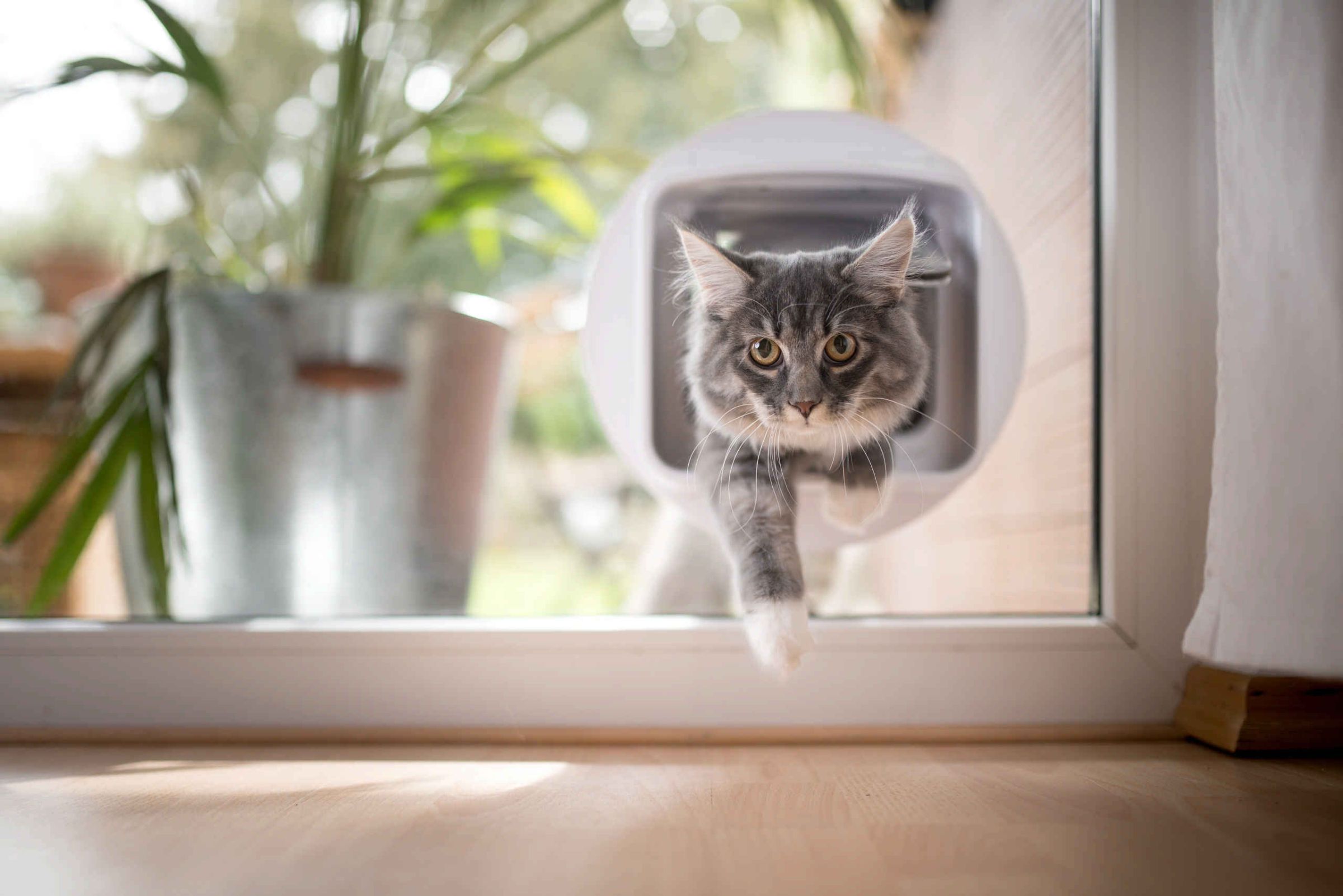 Katzen- & Hundeklappe
